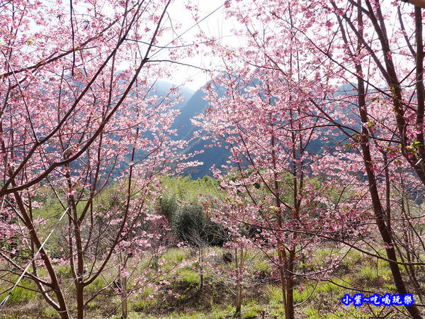 往巨木登山口的櫻花步道-司馬庫斯 (15).jpg