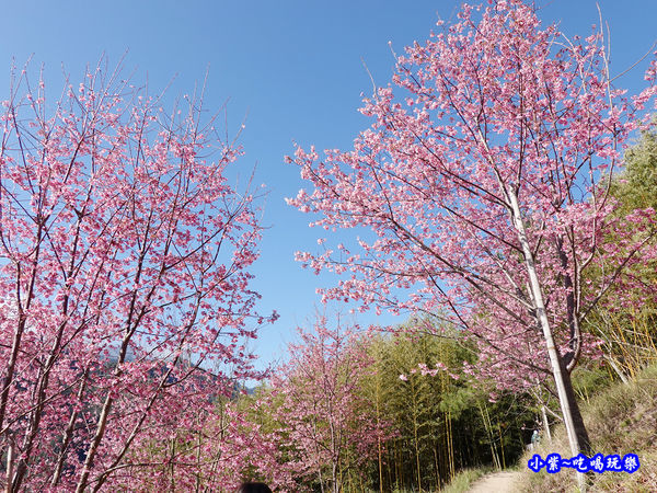 往巨木登山口的櫻花步道-司馬庫斯 (10).jpg