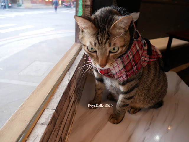 2019, Dec│海島咖啡館│走吧澎湖哪裡玩：澎湖馬公 寵物友善咖啡館 超可愛店貓坐檯