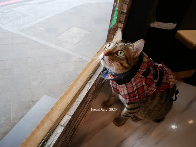 2019, Dec│海島咖啡館│走吧澎湖哪裡玩：澎湖馬公 寵物友善咖啡館 超可愛店貓坐檯