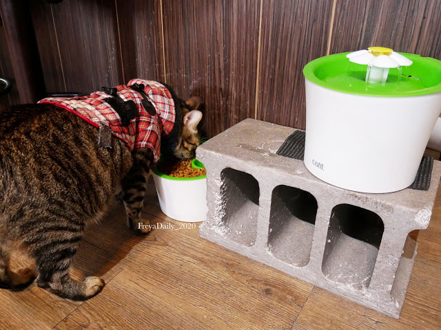 2019, Dec│海島咖啡館│走吧澎湖哪裡玩：澎湖馬公 寵物友善咖啡館 超可愛店貓坐檯