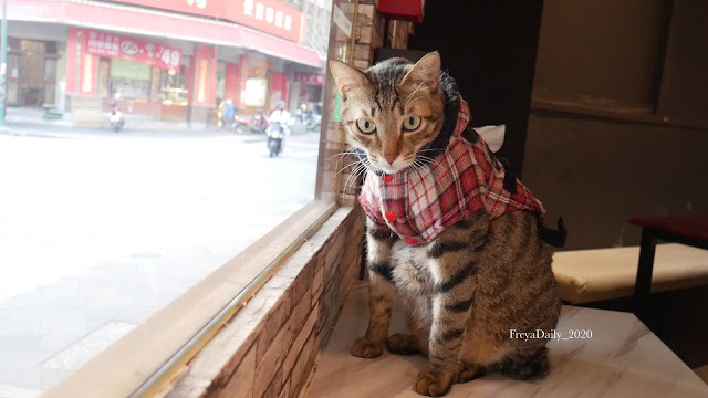 2019, Dec│海島咖啡館│走吧澎湖哪裡玩：澎湖馬公 寵物友善咖啡館 超可愛店貓坐檯
