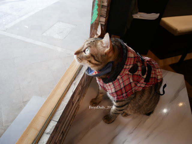 2019, Dec│海島咖啡館│走吧澎湖哪裡玩：澎湖馬公 寵物友善咖啡館 超可愛店貓坐檯