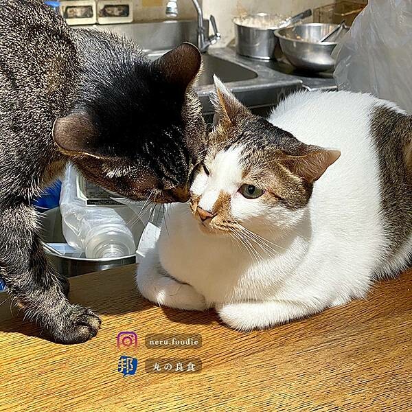 TakeOut Burger&Cafe|貓貓環繞美式漢堡推薦 @neru.foodie / 丸の良食