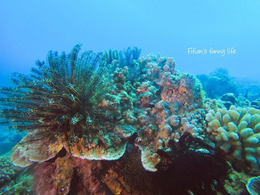 小琉球diving 居琉潛水體驗 小琉球diving 居琉潛水體驗
