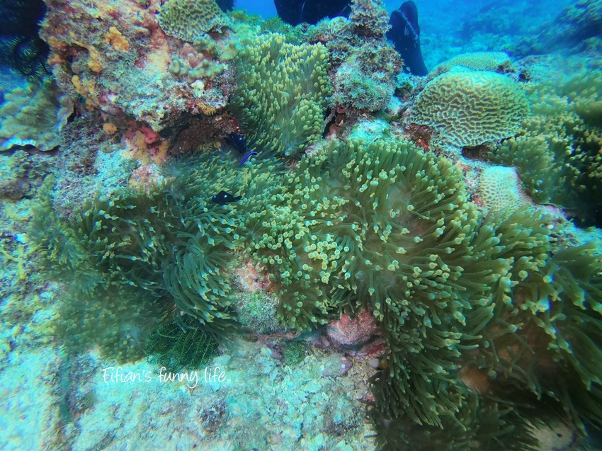 小琉球diving 居琉潛水體驗 小琉球diving 居琉潛水體驗