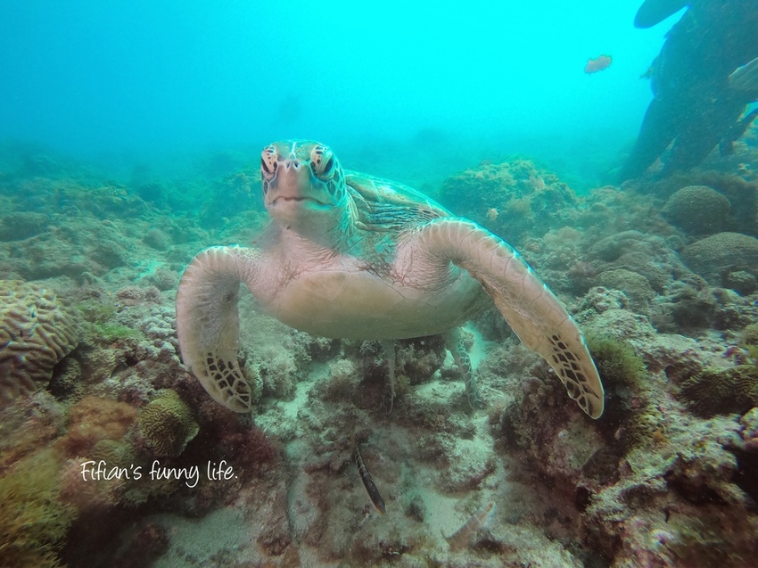 小琉球diving 居琉潛水體驗 小琉球diving 居琉潛水體驗