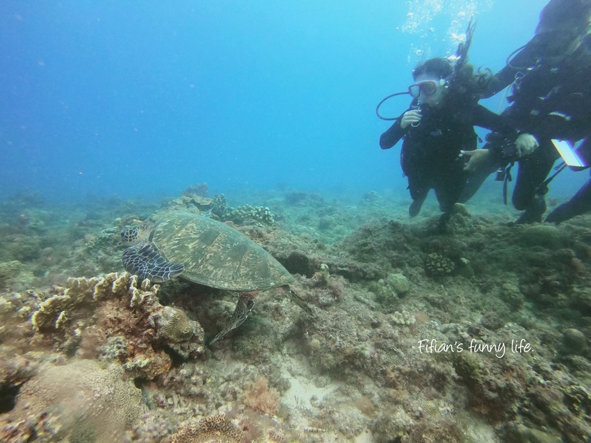 小琉球diving 居琉潛水體驗 小琉球diving 居琉潛水體驗