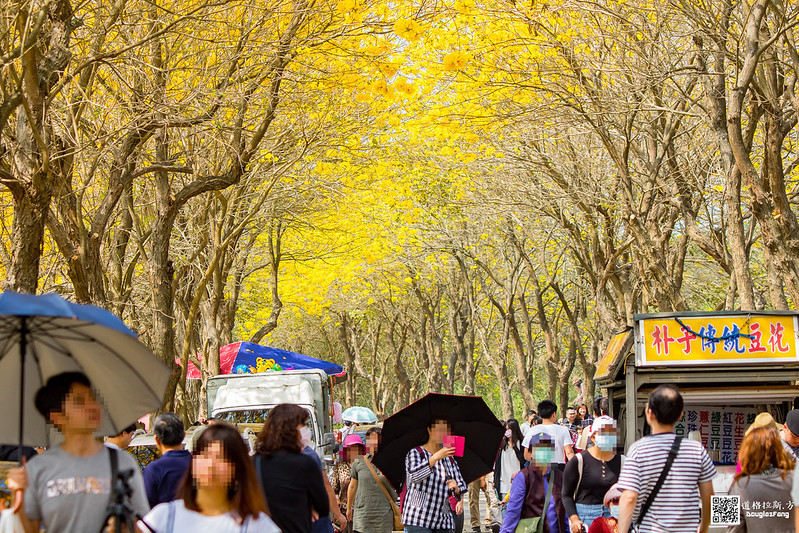 【遊記】嘉義太保朴子溪黃金風鈴木道 (9)