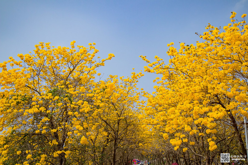 【遊記】嘉義太保朴子溪黃金風鈴木道 (44)
