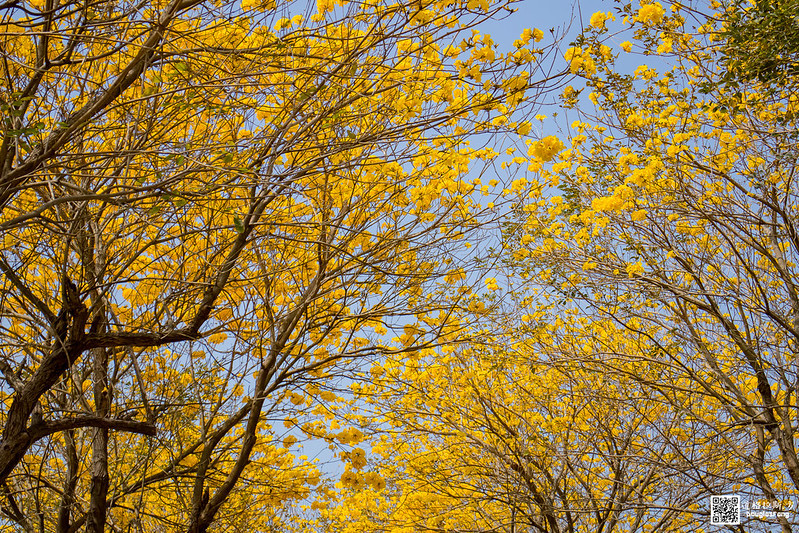 【遊記】嘉義太保朴子溪黃金風鈴木道 (30)