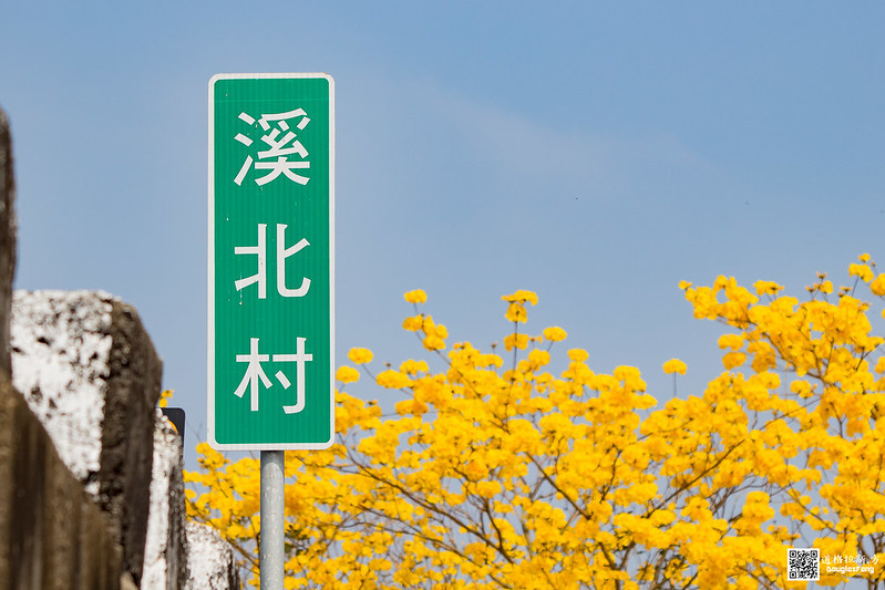【遊記】嘉義太保朴子溪黃金風鈴木道 (3)