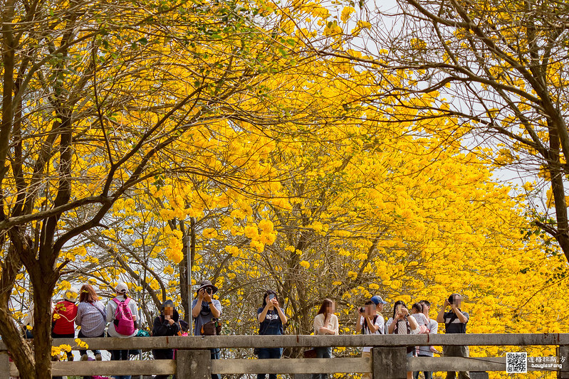 【遊記】嘉義太保朴子溪黃金風鈴木道 (14)