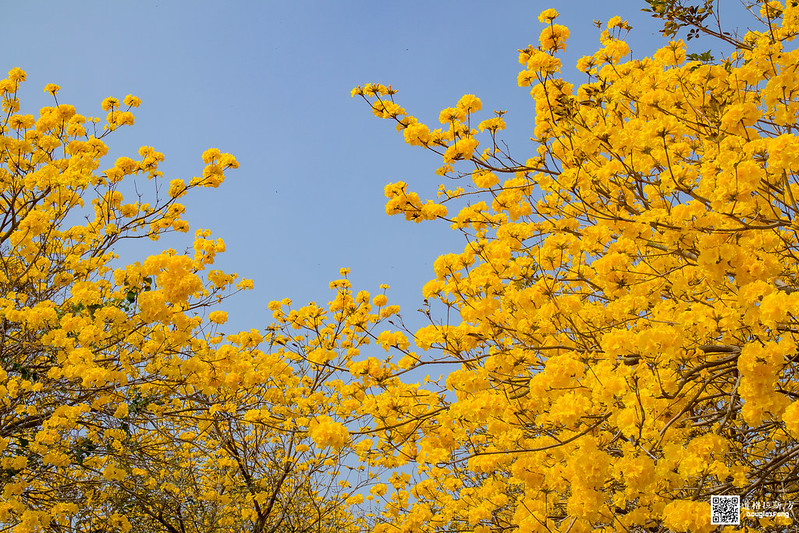 【遊記】嘉義太保朴子溪黃金風鈴木道 (49)