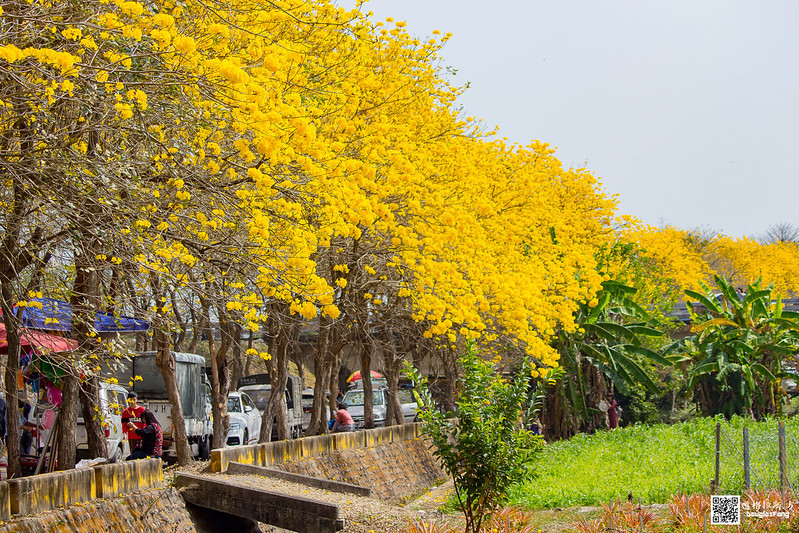 【遊記】嘉義太保朴子溪黃金風鈴木道 (23)