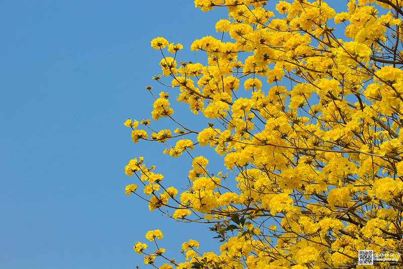 【遊記】嘉義太保朴子溪黃金風鈴木道 (6)