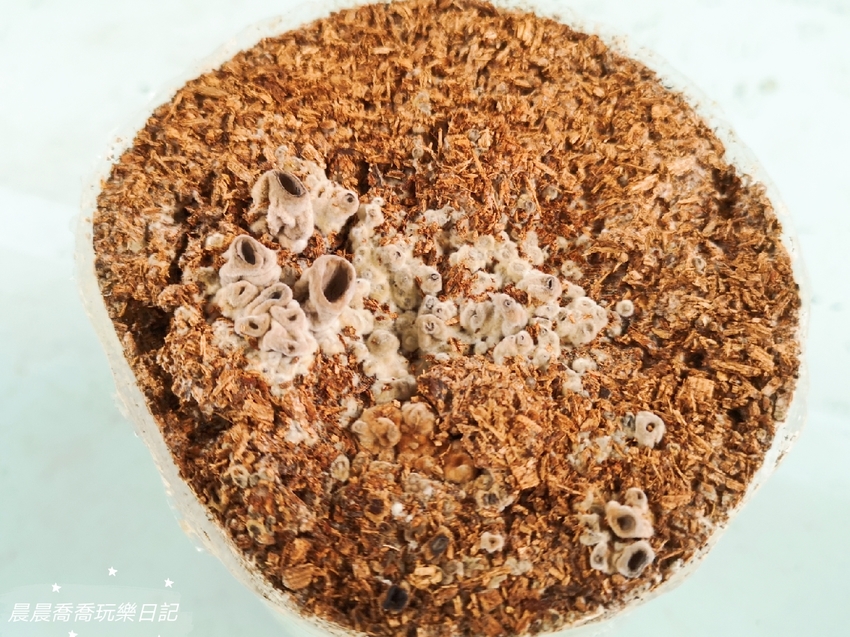 宜蘭景點.天勝農場