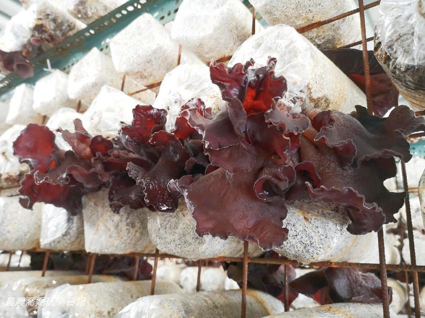 宜蘭景點.天勝農場