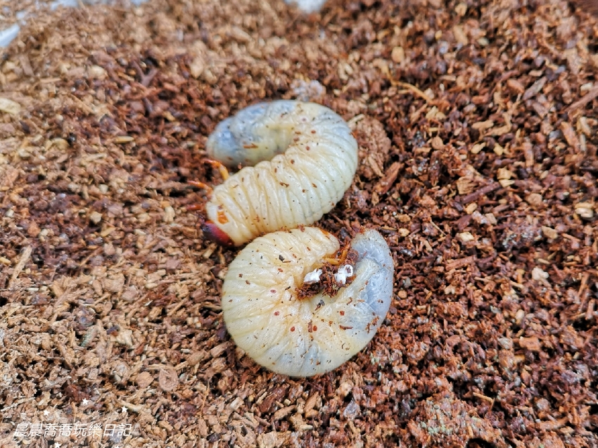 宜蘭景點.天勝農場