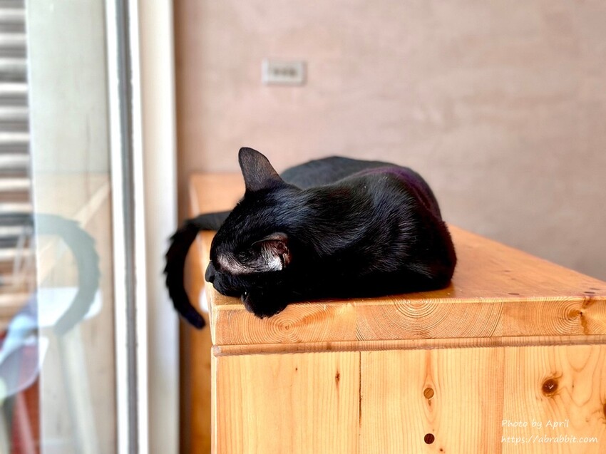 台中后里寵物友善餐廳推薦！春坂早午餐店貓陪吃幸福滿分。