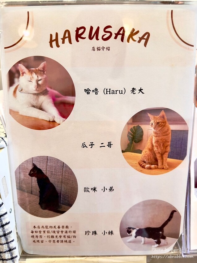 台中后里寵物友善餐廳推薦！春坂早午餐店貓陪吃幸福滿分。