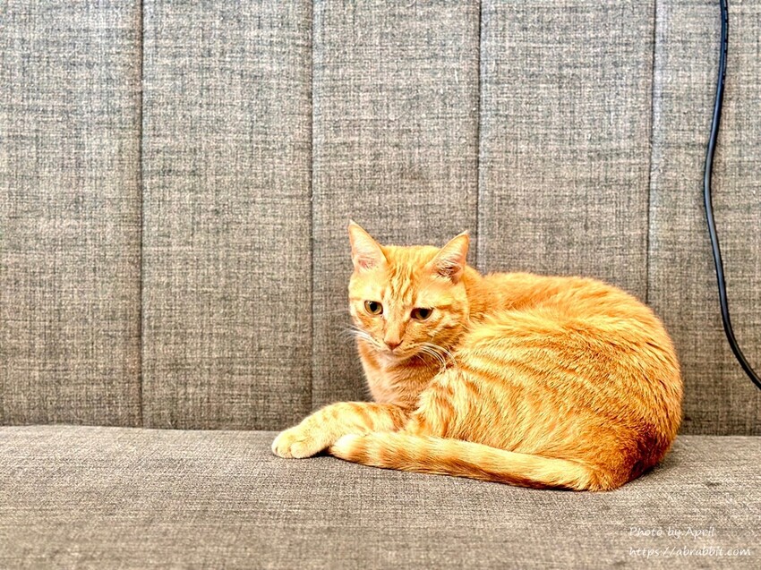 台中后里寵物友善餐廳推薦！春坂早午餐店貓陪吃幸福滿分。