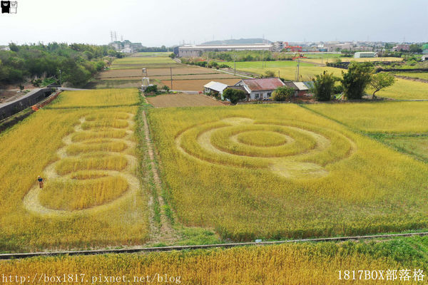 外埔麥田圈 (16) 外埔麥田圈 (16)
