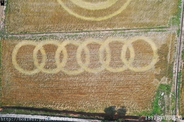 外埔麥田圈 (11) 外埔麥田圈 (11)