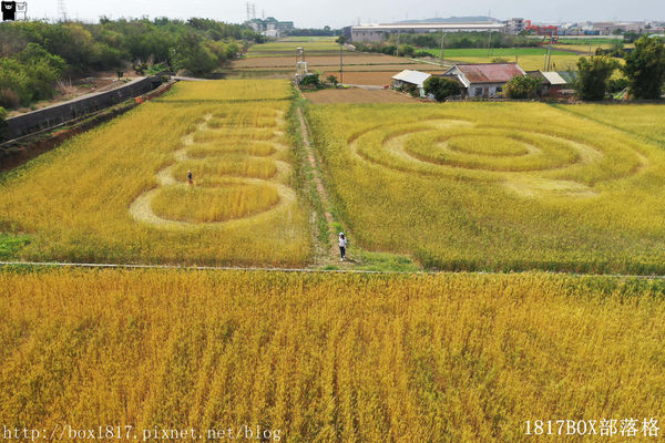 外埔麥田圈 (15) 外埔麥田圈 (15)