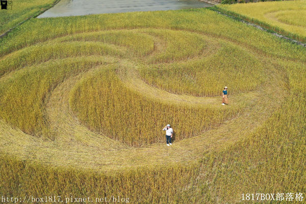 外埔麥田圈 (10) 外埔麥田圈 (10)