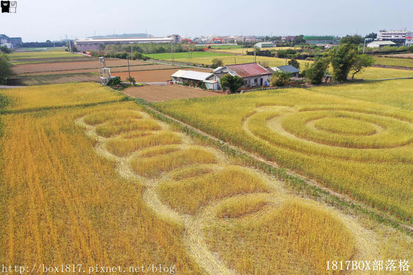 外埔麥田圈 (12) 外埔麥田圈 (12)