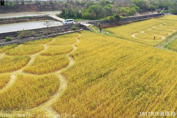 外埔麥田圈 (14) 外埔麥田圈 (14)