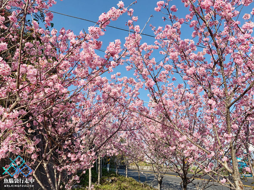 魚腦袋行走中_南投旅遊_明琴清境莊園 (37).jpg
