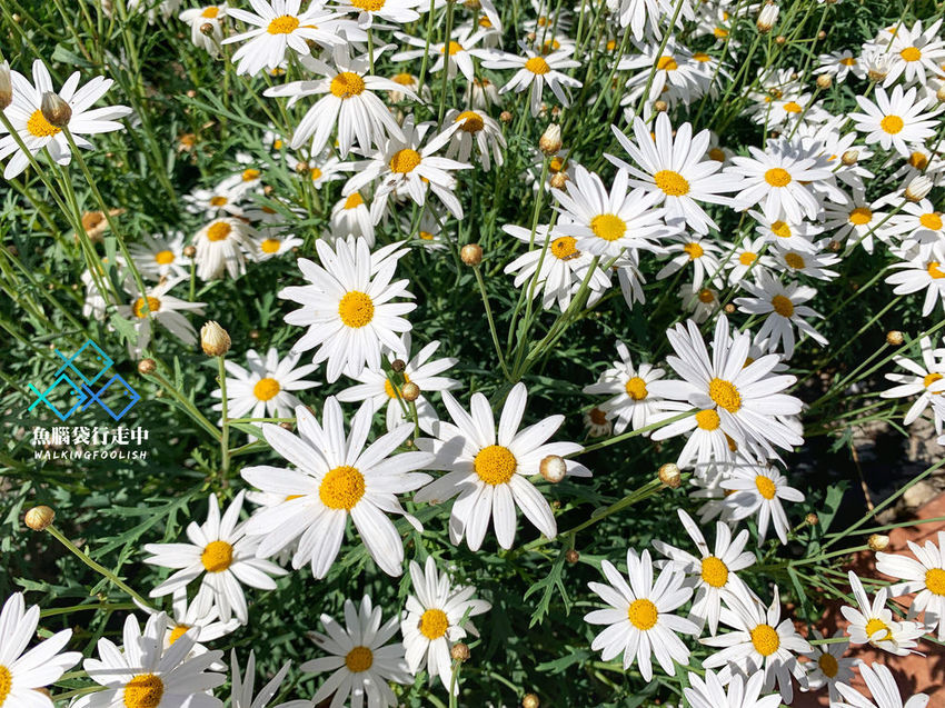 魚腦袋行走中_南投旅遊_明琴清境莊園 (17).jpg