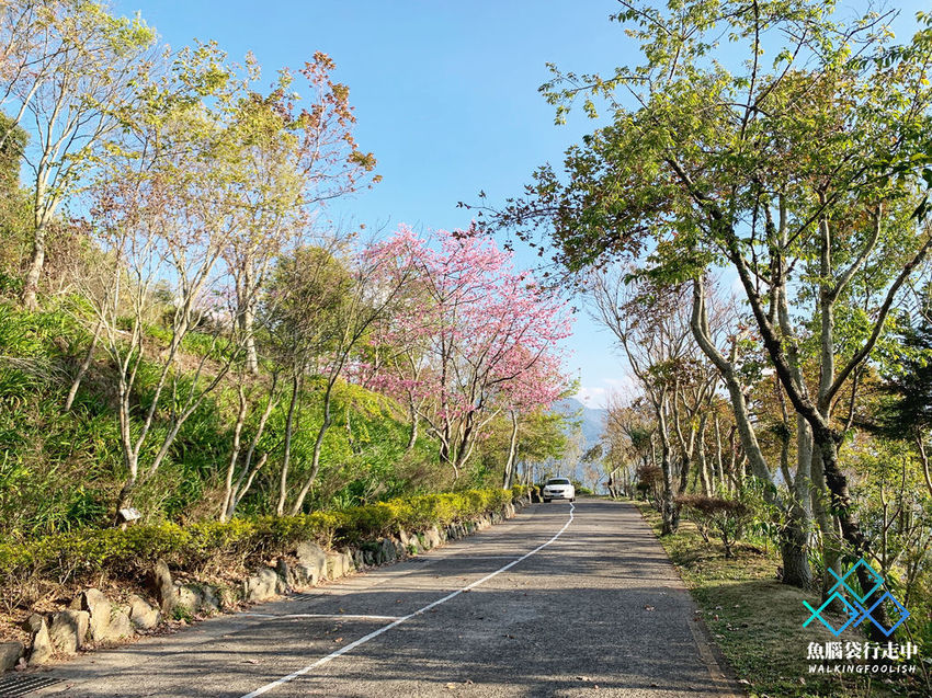 魚腦袋行走中_南投旅遊_明琴清境莊園 (1).jpg