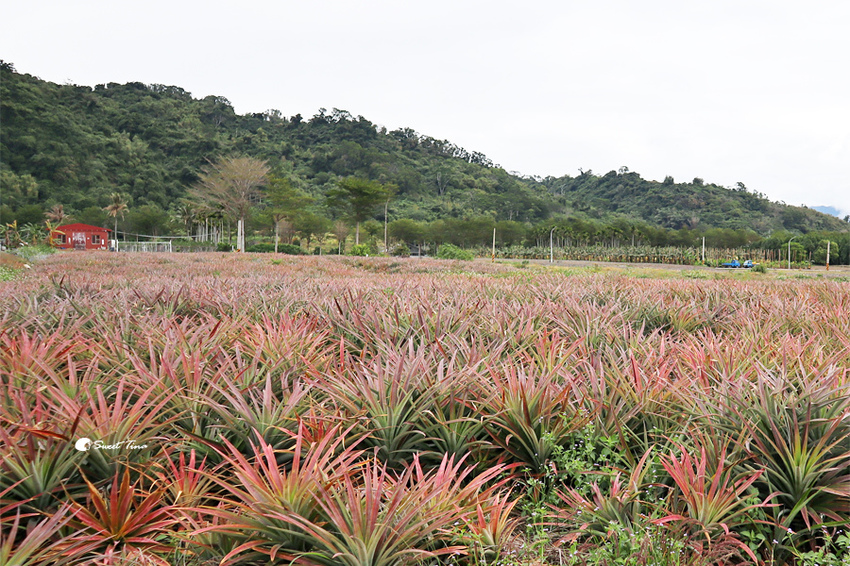 鹿野龍田自行車道 鹿野龍田自行車道