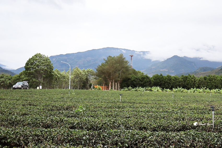 鹿野龍田自行車道 鹿野龍田自行車道
