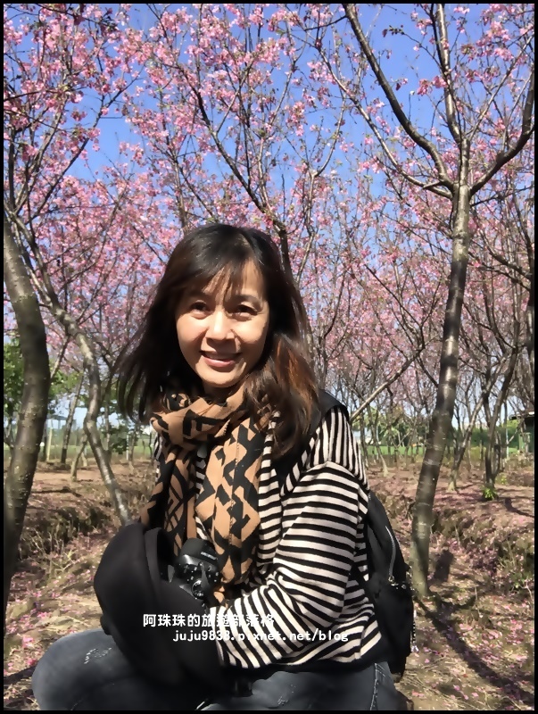 平鎮賞櫻花20.JPG