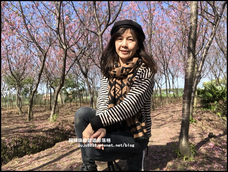 平鎮賞櫻花16.JPG