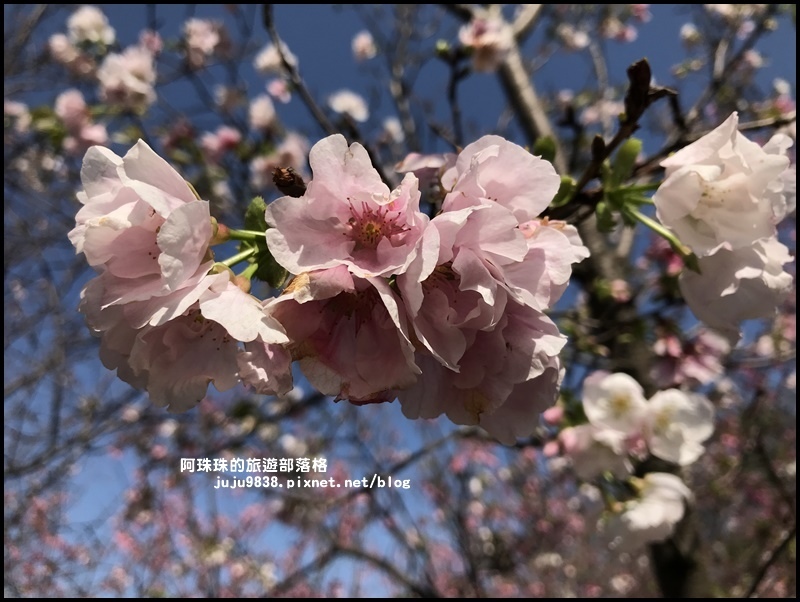 平鎮賞櫻花9.JPG