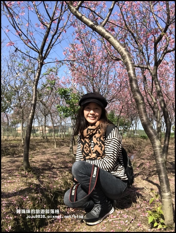 平鎮賞櫻花18.JPG