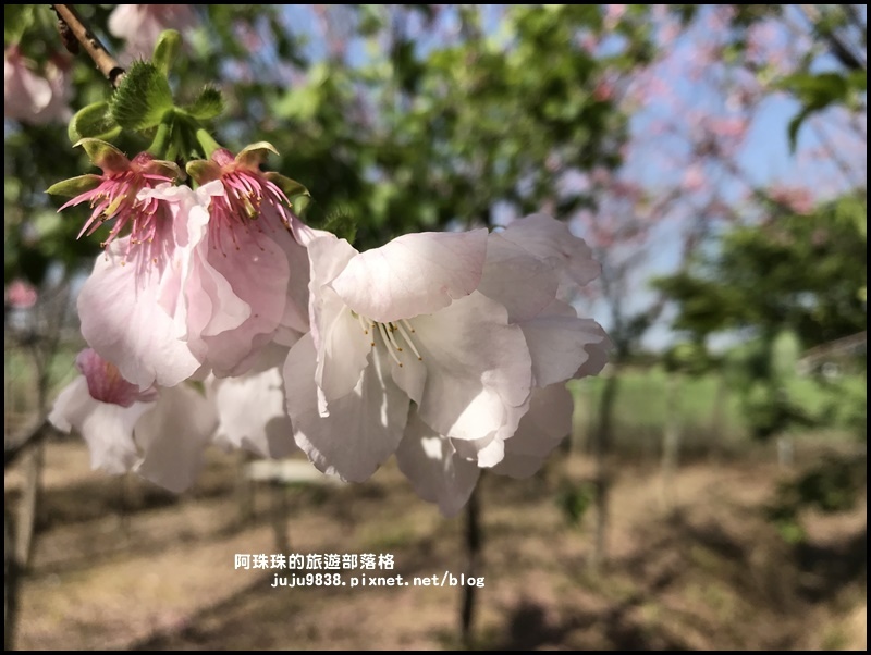 平鎮賞櫻花11.JPG