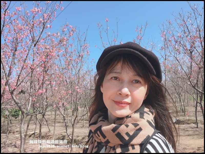 平鎮賞櫻花26.JPG