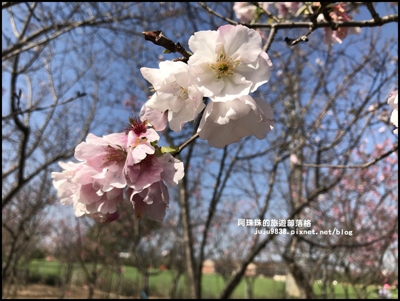 平鎮賞櫻花8.JPG
