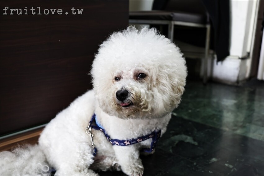 姜姐牛雜湯⟩台南南區美食，平價料多湯鮮甜的牛雜湯，內用白飯免費吃到飽，寵物友善餐廳 @果果愛Fruitlove