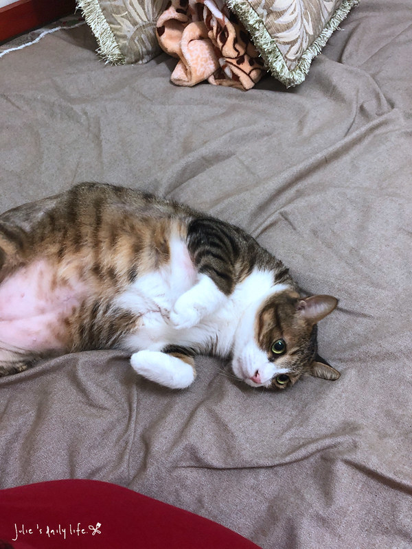 Glowcafe,一日遊,二手書,二手書店,將軍村,將軍村 影咖啡,將軍村 餐廳,將軍村市集,市集,新竹,新竹 將軍村,新竹將軍村,新竹市好吃,新竹市將軍村,新竹貨櫃市集,早午餐,林記冬粉鴨,玫瑰色二手書,甜點,老屋,花店,鴨肉 @跟著Julie一起走吧