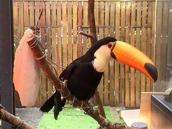 肉球森林初訪 - 39