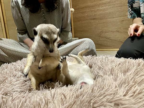 肉球森林初訪 - 33