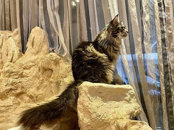 肉球森林初訪 - 29