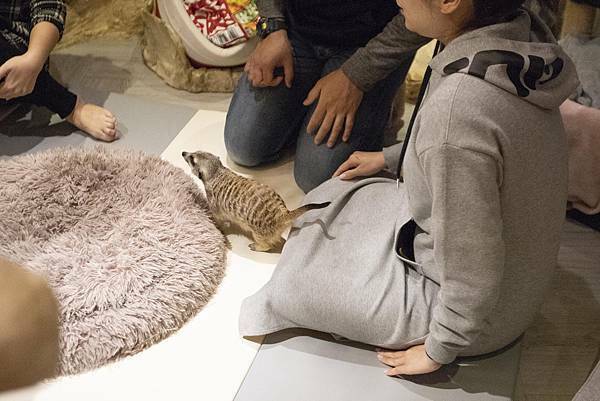 肉球森林初訪 - 6